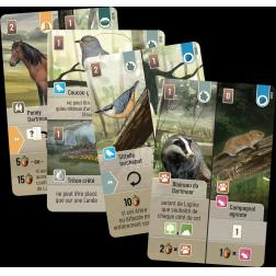 Forêt Mixte : Dartmoor